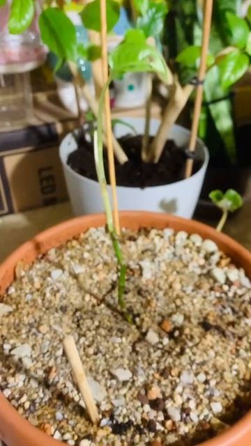 Монстера Манки 🌽🙉🥬 Monstera Monkey Mask