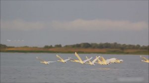 ПРИЯТНАЯ МУЗЫКА ДЛЯ СНЯТИЯ ЭМОЦИОНАЛЬНОГО НАПРЯЖЕНИЯ
