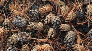 Сезон заготовки шишек стартовал в Беларуси