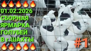 🔥🔥🔥 01.02.26 Сборная ярмарка голубей в г.Шахты. Птичий рынок. Pigeons Fair. Bird Market.