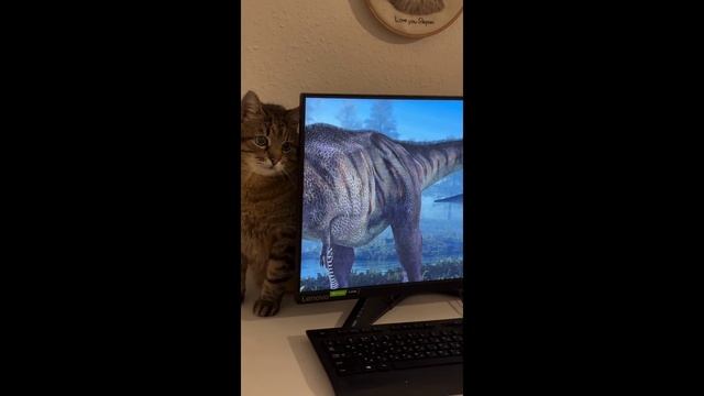 Выпуск 7 смешные и милые котики в различных ситуациях кошки коты приколы животные юмор Выпуск 7 смешные и милые котики в различных ситуациях кошки коты приколы животные юмор