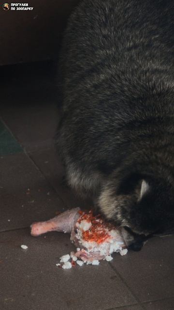 Енот вкусно обедает. Ленинградский зоопарк