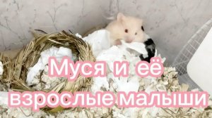 Малыши Муси уже стали почти взрослыми. #хомяки