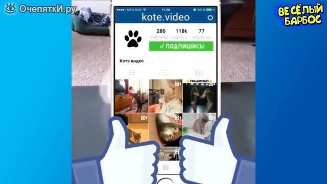 Кошки и собаки веселят нас