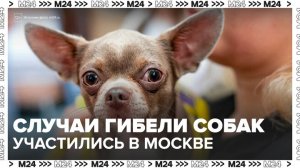 Случаи гибели собак участились в Москве - Москва 24