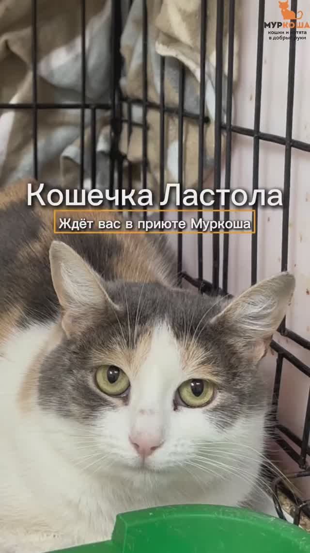 Ластола ждёт вас в приюте #Муркоша смотреть онлайн