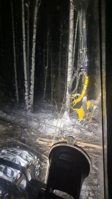 повседнев в лесу)