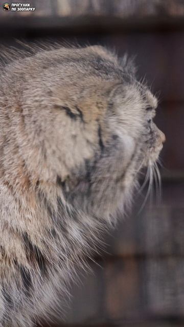Манул Намика хозяйничает в вольере Свэна. Ленинградский зоопарк