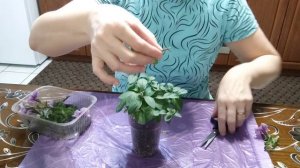 Кардинальная стрижка Петунии и пересадка в больший обьем!