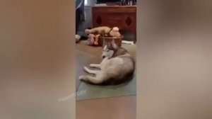 животные приколы и не только😅