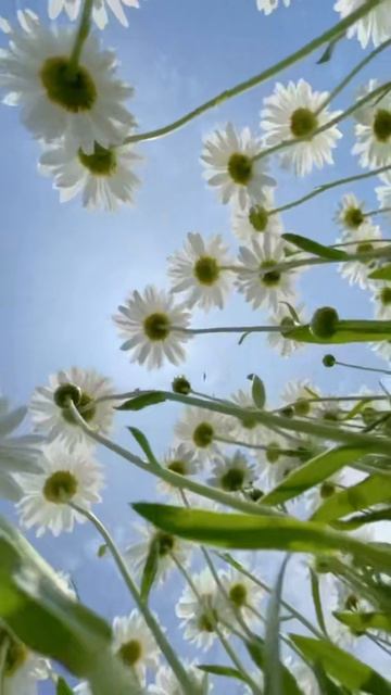 🌼 Весенние поля — дыхание красоты и нежность цветов