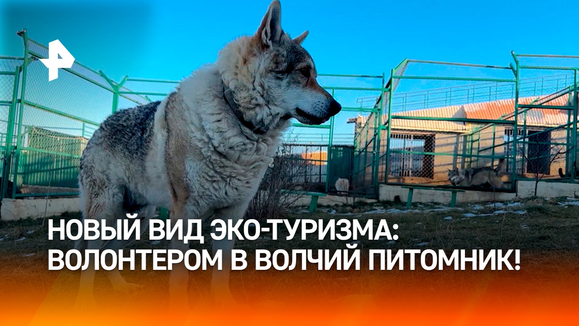 Новый вид экотуризма: россияне едут работать волонтерами в волчий питомник в КЧР смотреть онлайн