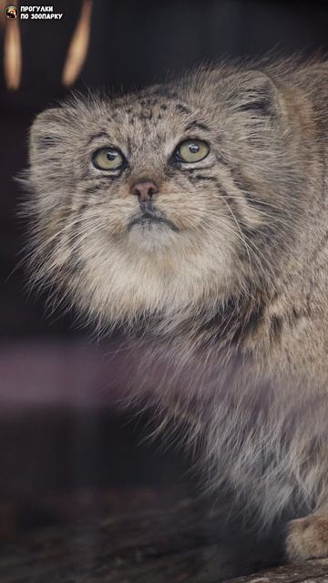 Манул Намика в гостях у Свэна. Ленинградский зоопарк