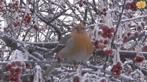 Покормите птиц зимой
