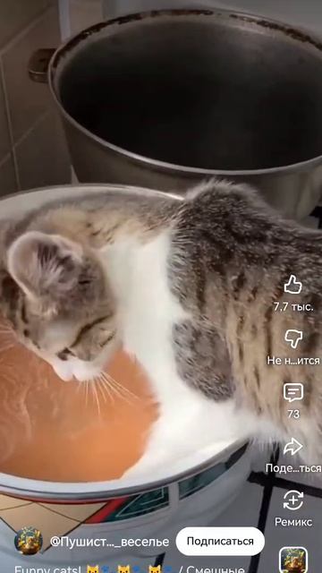 Котик помощники 😇😅 Котик помощники 😇😅