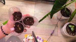 Первые всходы. Первые шаги.