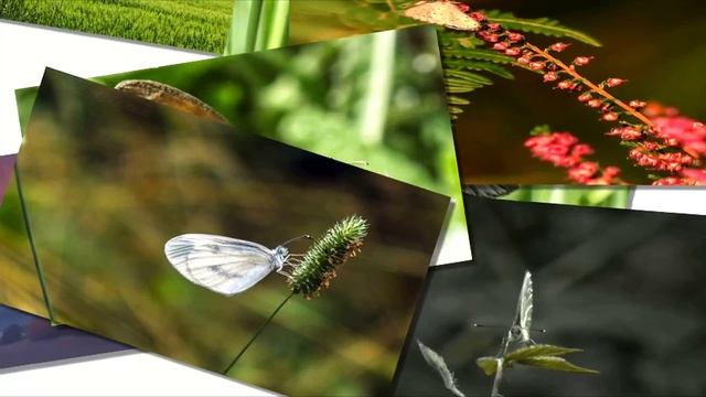 Nilotpala - Храм строим смотреть онлайн