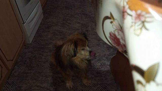 Птичка в клетке🕊//привезли матрас😁🛏️ смотреть онлайн