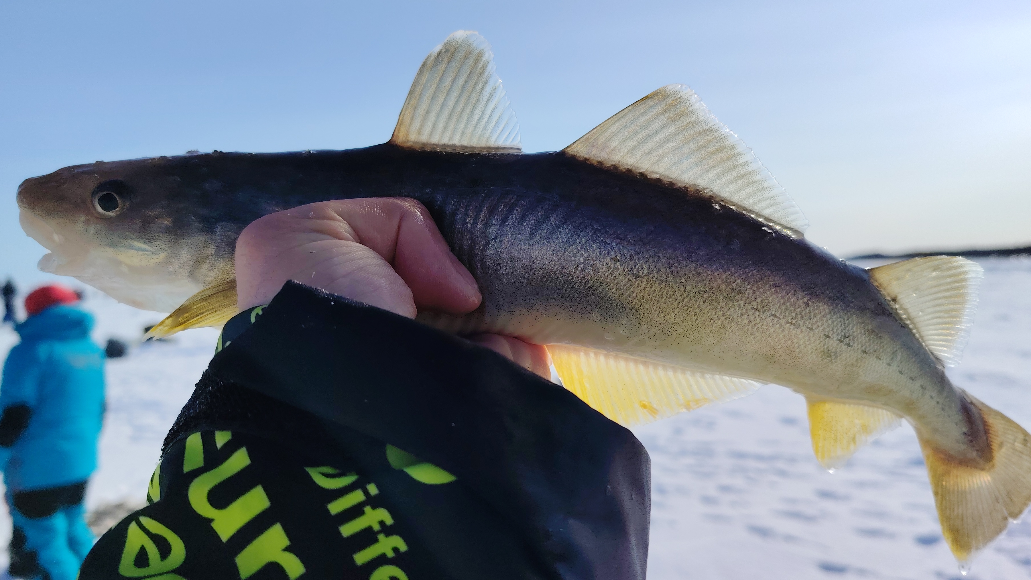 Рыба без хвоста | Зимняя рыбалка Остров Сахалин | Дальний восток смотреть онлайн