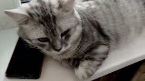 жду звонка от Мурки