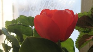 Мои растения в феврале и утренняя морозная красота.