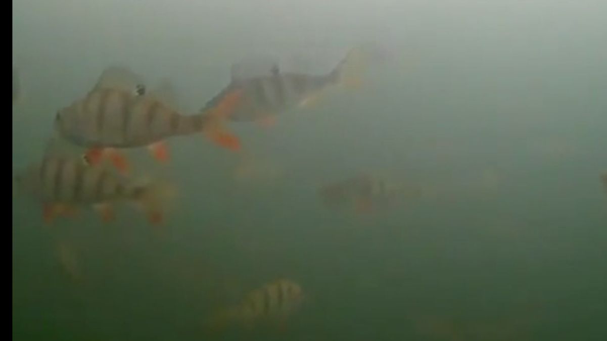 Их столько, а клевать не хотят.