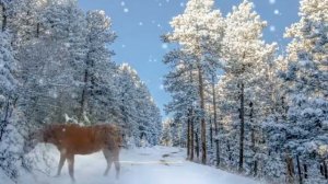 Зимний сон.# классика#зима#природа