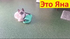 Это лучше, чем игрушка!