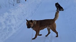 Прелести русской зимы и вечерняя прогулка в приятной компании