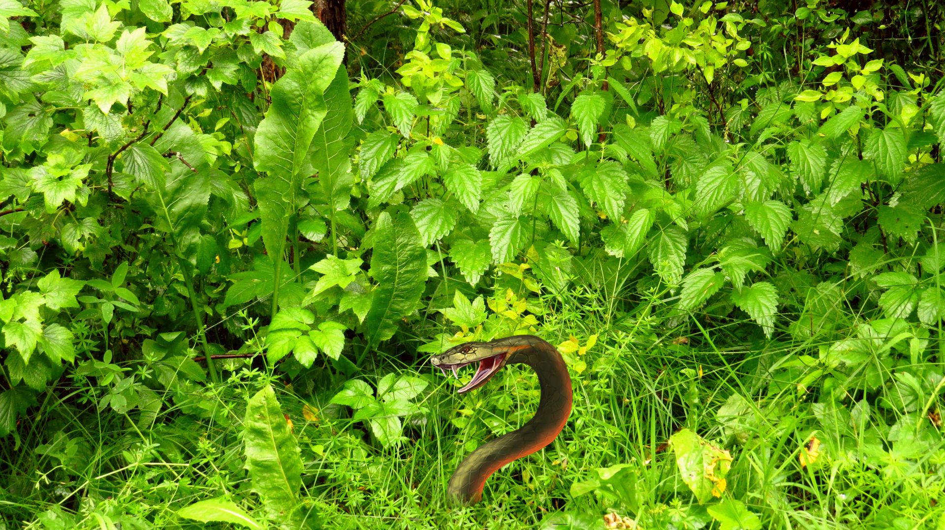 Красота полевых трав смотреть онлайн