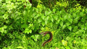 Красота полевых трав