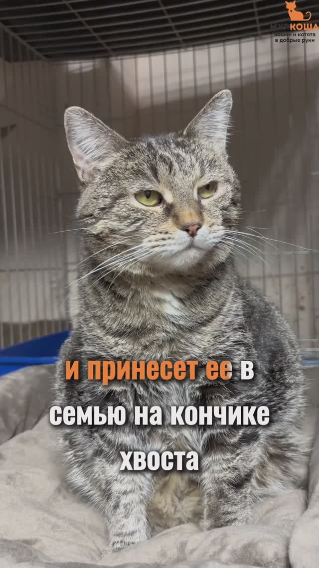 Счастливица ждёт вас в приюте #Муркоша смотреть онлайн