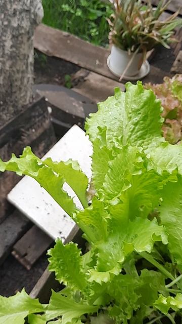 29 мая 2021 года, показываю как растут баклажаны, зелень