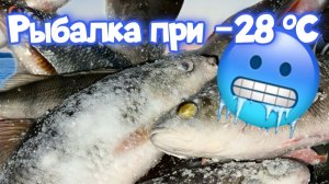 В царстве льда: зимняя рыбалка с мастерами.