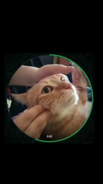 хааааааа , по нашему мнению
нельзя издеваться над животными хааааааа , по нашему мнению
нельзя издеваться над животными