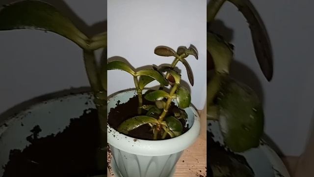 Посадка толстянки в грунт Посадка толстянки в грунт