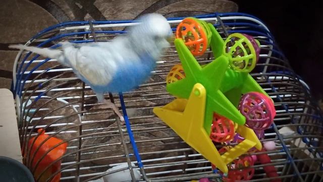Любимая игрушка попугаев.