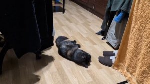 ВНЕЗАПНЫЙ ПОРЫВ НА ПОИГРАТЬ