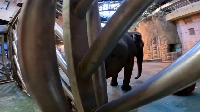 Слонам тоже делают педикюр — ужас)