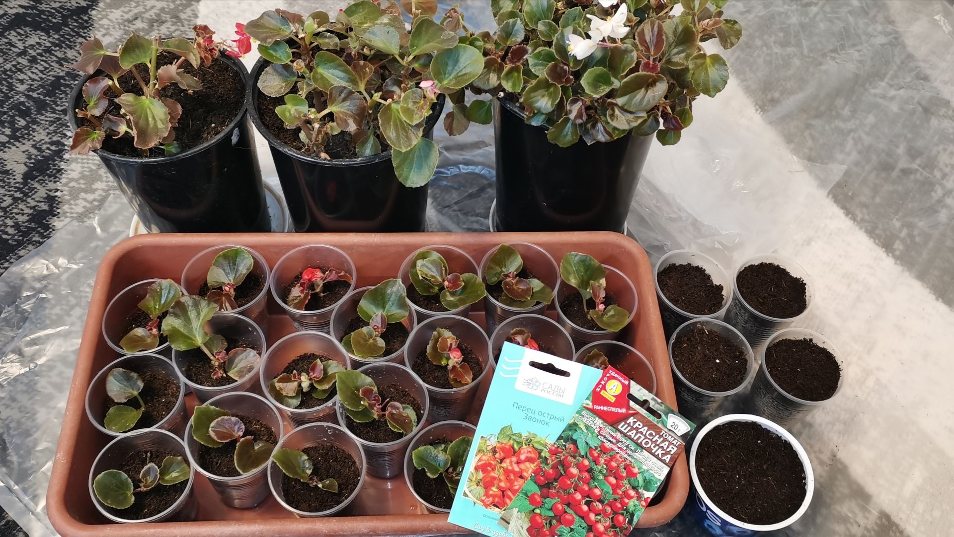 Первые посевы перцев и томатов открываю сезон 2026 и черенкую бегонию! смотреть онлайн