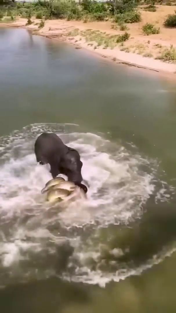 Слон и Анаконда