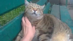 толстый кот