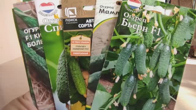 БОЛЬШОЙ ОБЗОР СЕМЯН ОГУРЦОВ. НОВИНКИ и ФАВОРИТЫ #огурцы#урожай #огород #новинки #чтопосеять #семена смотреть онлайн