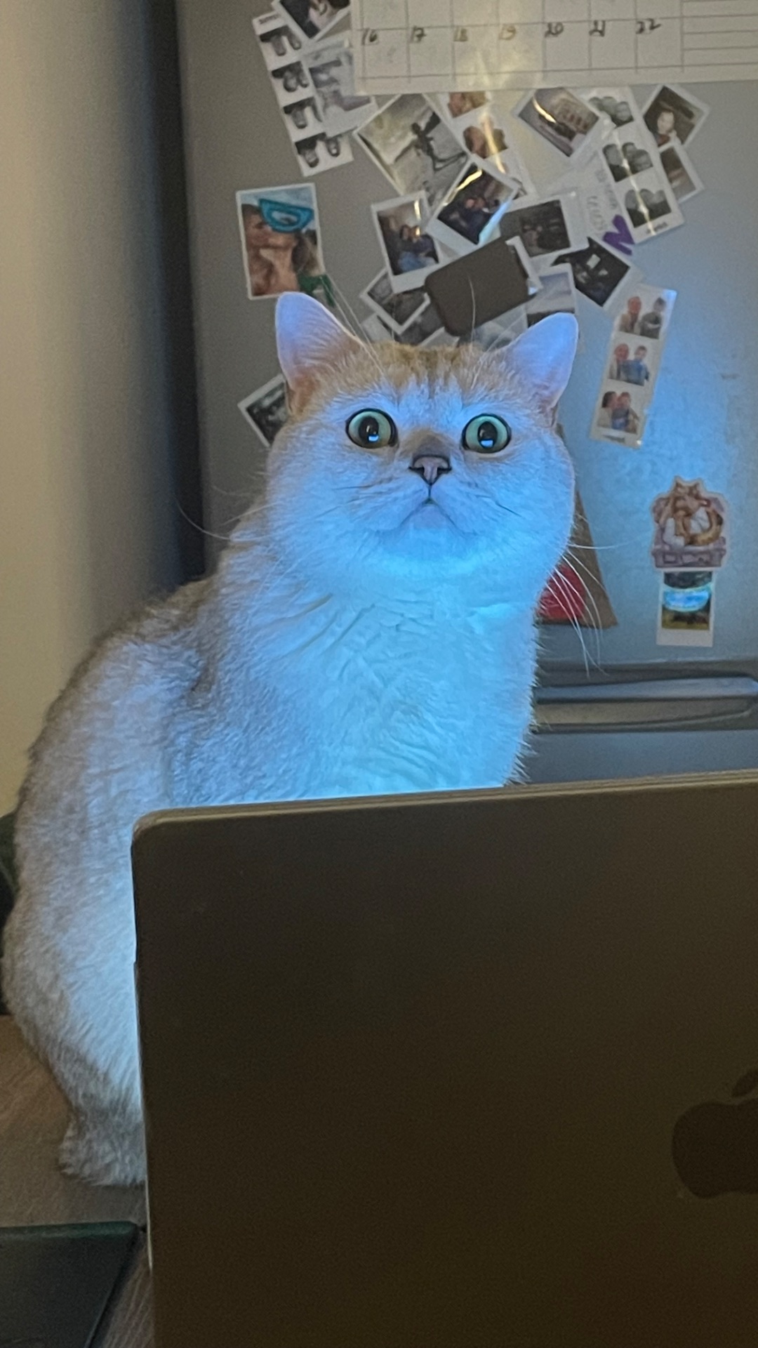 Кан-кан смотреть онлайн