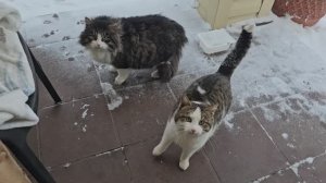 🔥Котопозитив с головами 
Поют для вас!