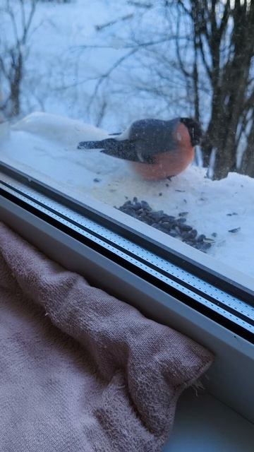 Кот в 3D кинотеатре. mp4