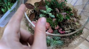 пересадка. разбираю флорариум