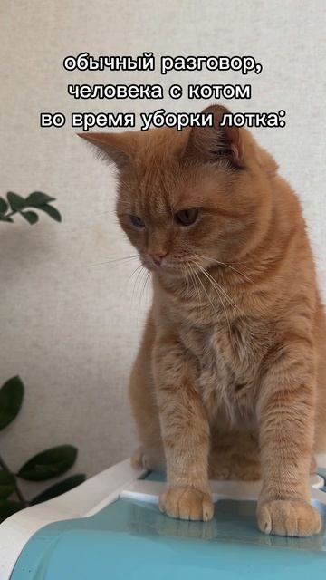 Так кто же из нас двоих все ж главней? 