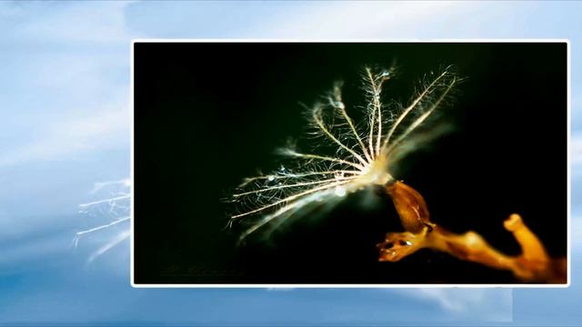 Nilotpala - Neystechko смотреть онлайн