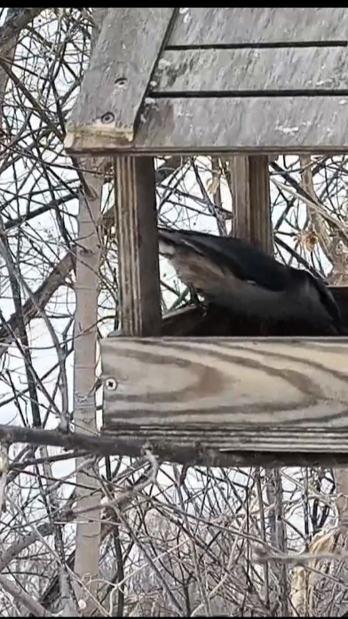 Ветер шумит... смотреть онлайн